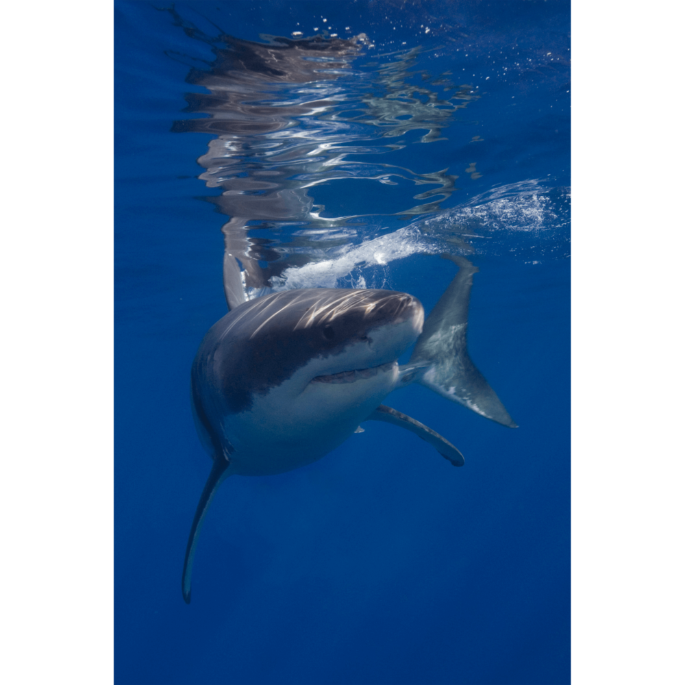 White Shark Guadalupe 2 Canvas Print