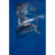 White Shark Guadalupe 2 Canvas Print