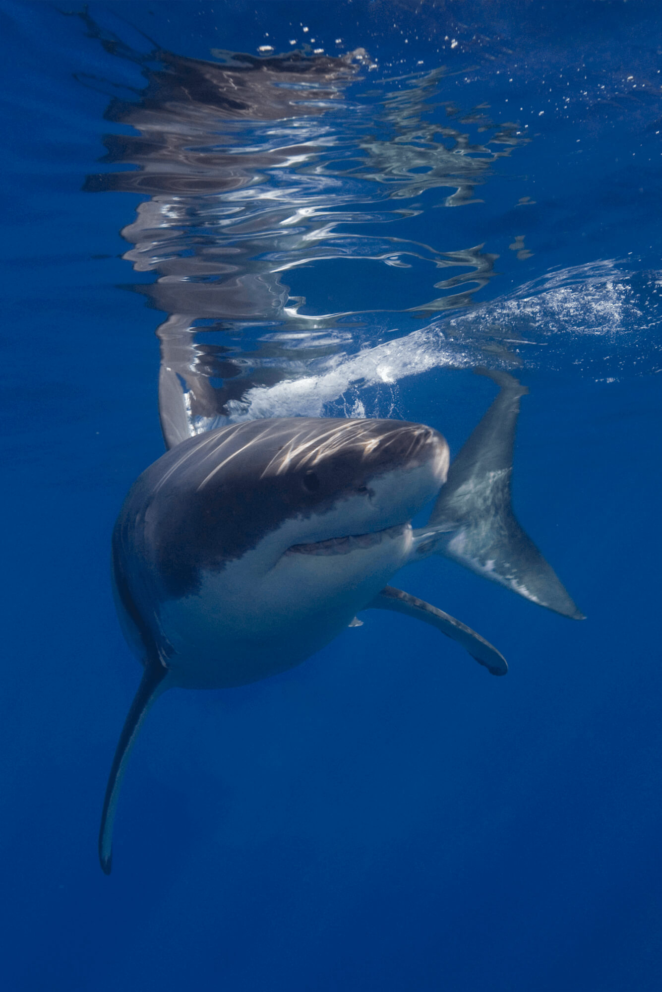 Great White Shark