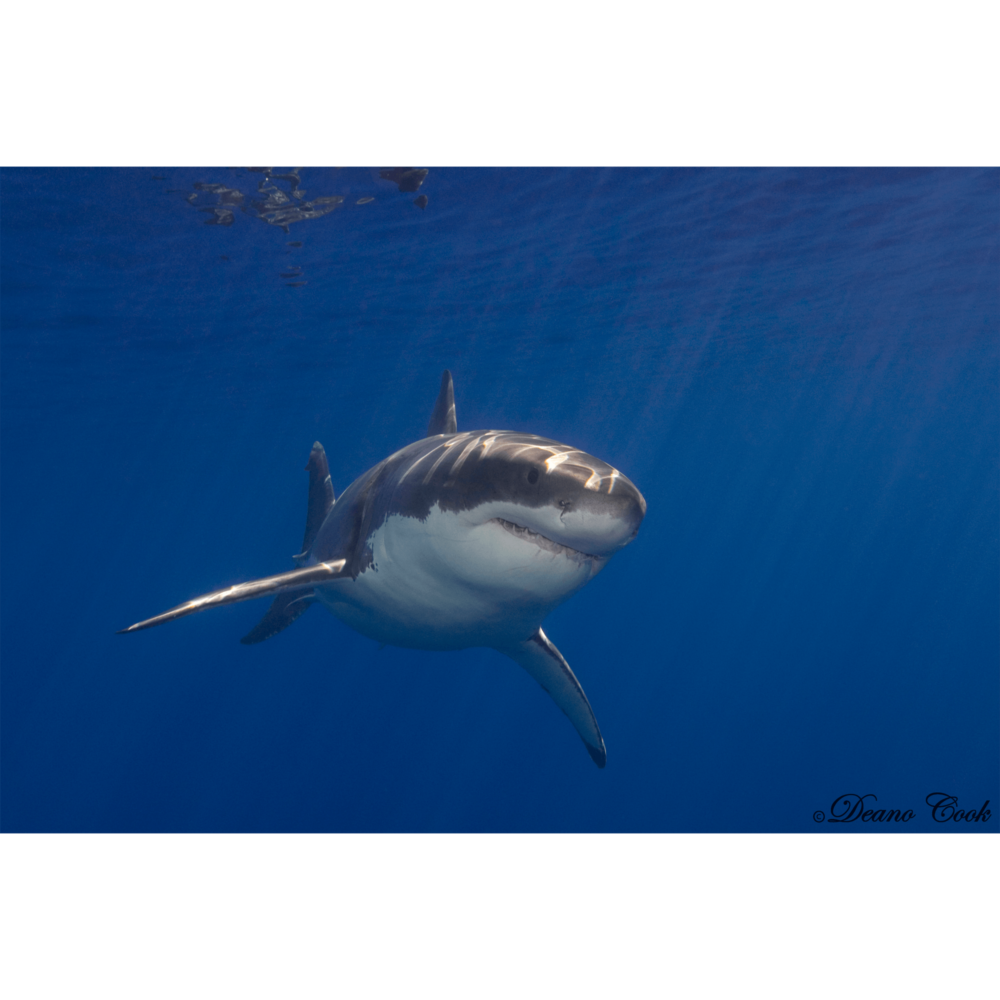 White Shark Guadalupe 3 Canvas Print